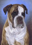$page.level.title: Hundeportrait: Boxer Alisa