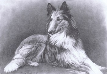 Hunde: Hundeportrait: Collie