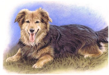 Hunde: Hundeportrait. Collie-Mischling