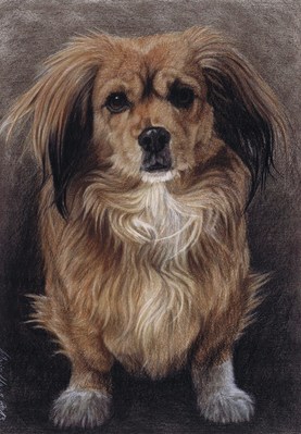 Hunde: Tierportrait: Dackelmischling