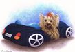 $page.level.title: Hundeportrait: yorki Daisy im Cabrio