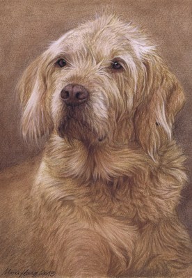 Hunde: Hundeportrait: Filou