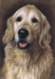 $page.level.title: Hundeportrait: Golden Retriever Aika