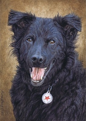 Hunde: Hundeportrait: Kisci