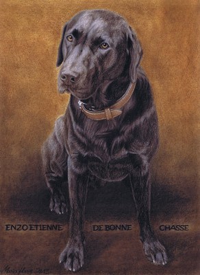 Hunde: Hundeportrait: Labrador Enzo