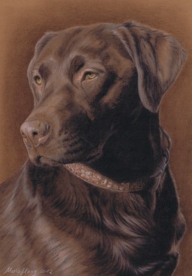 Hunde: Hundeportrait: Labrador Maja