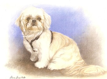 Hunde: Hundeportrait