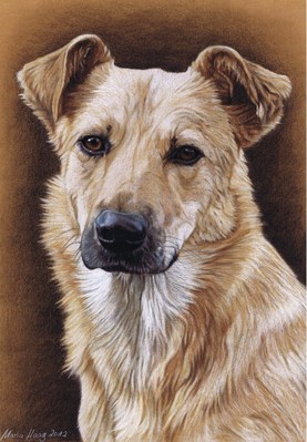 Hunde: Hundeportrait: Luna