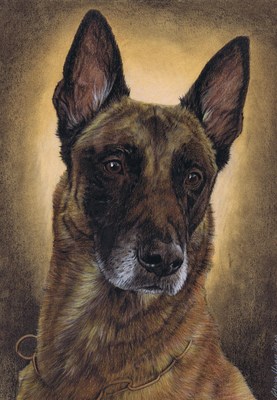 Hunde: Hundeportrait: Malinois