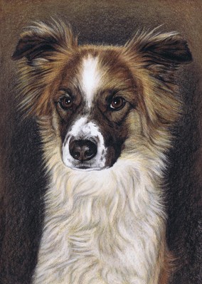 Hunde: Hundeportrait: Monty