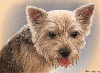 Hunde: Hundeportrait: Yorkshire Terrier