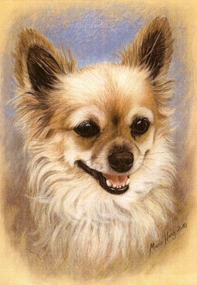 Hunde: Hundeportrait: Chihuahua