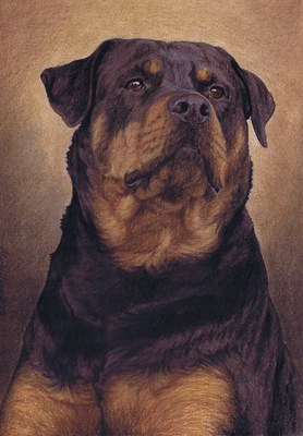 Hunde: Hundeportrait: Rotweiler Molly