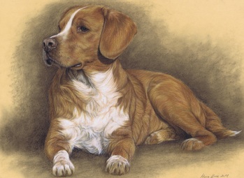 Hunde: Hundeportrait: Rudolph