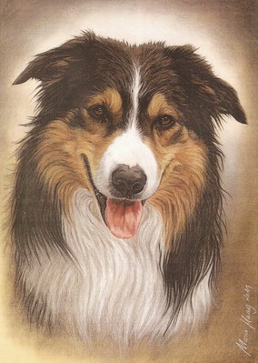 Hunde: Hundeportrait: Border Collie 