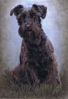 Hunde: Hundeportrait: Terrier Nikki