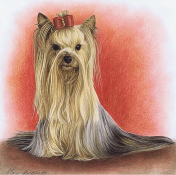 Hunde: Hundeportrait: yorki Daisy