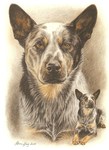 $page.level.title: Hundeportrait: Cattle Dog