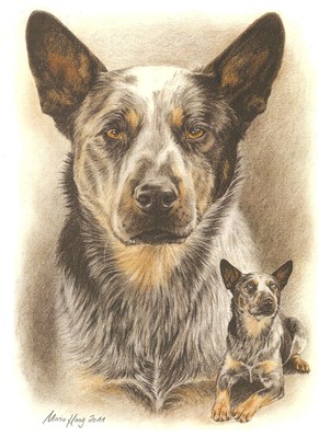 Hunde: Hundeportrait: Cattle Dog 