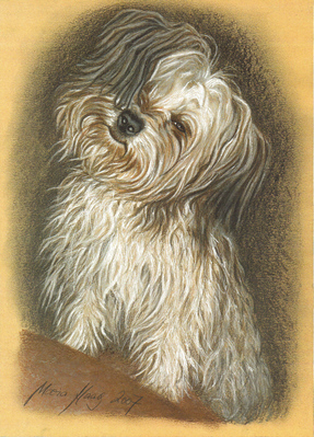 Hunde: Hundeportrait: Bin ich nicht sch&ouml;n?