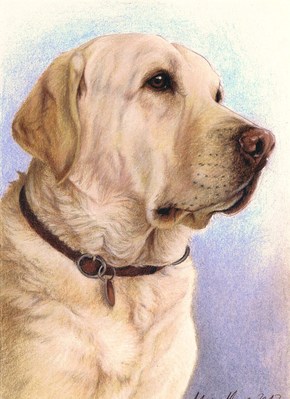 Hunde: Hundeportrait: Labrador Cody