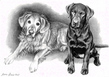 $page.level.title: Hundeportrait:Golden Retriever und Labrador