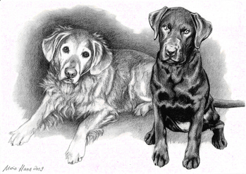 Hunde: Hundeportrait:Golden Retriever und Labrador