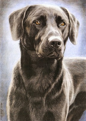 Hunde: Hundeportrait: Labrador