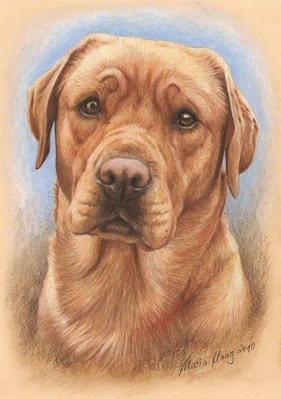Hunde: Hundeportrait: Labrador