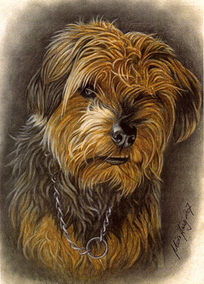 Hunde: Hundeportrait: Mischling