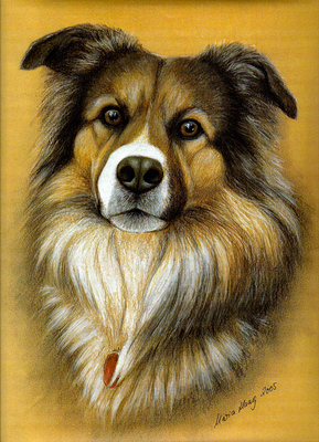 Hunde: Hundeportrait: Collie-Mischling