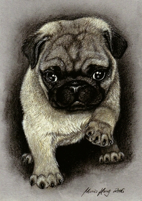 Hunde: Hundeportrait: Mops Welpe 