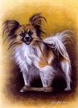 $page.level.title: Hundeportrait: Papillon