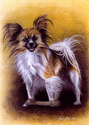 Hunde: Hundeportrait: Papillon 
