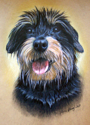 Hunde: Hundeportrait: Rauhhaardackel 