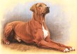 $page.level.title: Hundeportrait: Rhodesian Ridgeback