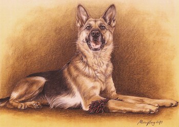 Hunde: Hundeportrait: Sch&auml;ferhund