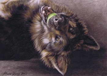 Hunde: Hundeportrait: Sch&auml;ferhund Rico