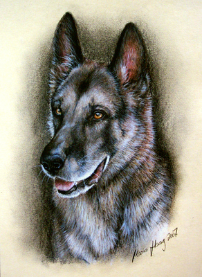 Hunde: Hundeportrait: Sch&auml;ferhund 