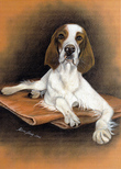 $page.level.title: Hundeportrait: Irish Red and White Setter