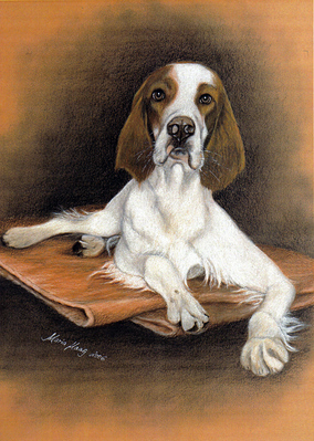 Hunde: Hundeportrait: Irish Red and White Setter