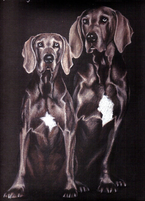 Hunde: Hundeportrait: Weimaraner 