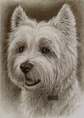 Hunde: Hundeportrait: Westhighland-Terrier