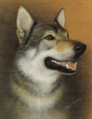 Hunde: Hundeportrait: Chechischer Wolfshund 