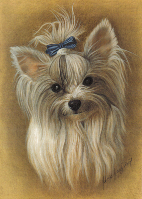 Hunde: Hundeportrait: Yorkshiere-Terrier