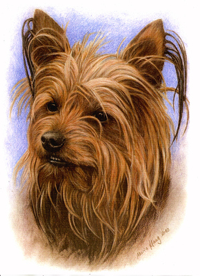 Hunde: Hundeportrait:  Yorkshire Terrier