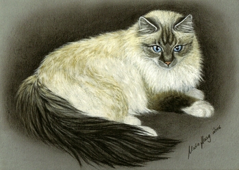 Katzen: Katzenportrait : Heilige Birma