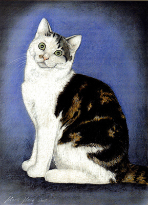 Katzen: Katzenportrait : Jade