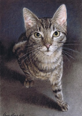 Katzen: Katzenportrait: Charly