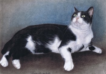 Katzen: Katzenportrait: Lucy